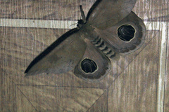 Pseudautomeris latus