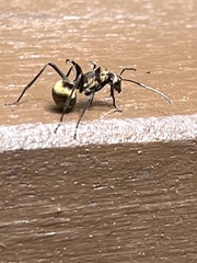 Polyrhachis bihamata