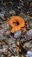 Gyrinophilus porphyriticus