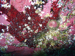 Discinisca lamellosa