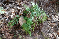 Asplenium adiantum-nigrum