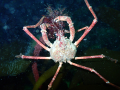 Eurypodius longirostris