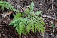 Asplenium adiantum-nigrum