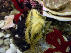Heterocucumis godeffroyi