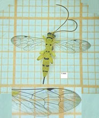 Xanthopimpla rhopaloceros