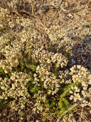 Helichrysum teretifolium