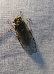 Cicadoidea