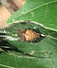 Cyrtophora exanthematica