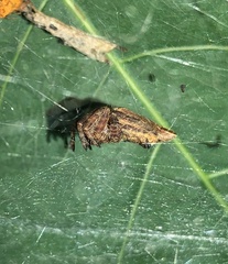 Cyrtophora exanthematica