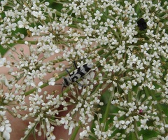 Chlorophorus varius