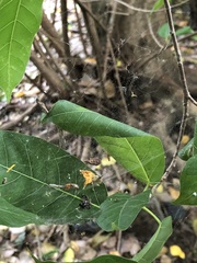 Cyrtophora exanthematica