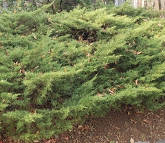 Microbiota decussata