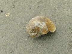 Amphibola crenata