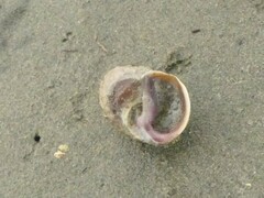 Amphibola crenata