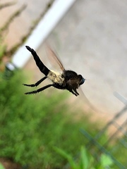 Promachus painteri