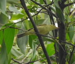 Phylloscopus nitidus