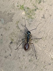 Dinomyrmex gigas borneensis
