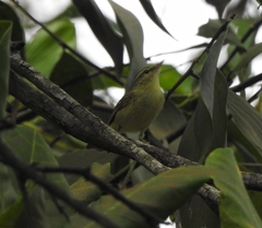 Phylloscopus nitidus