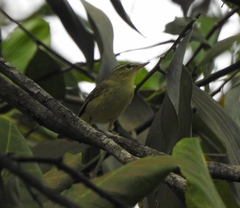 Phylloscopus nitidus