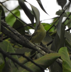 Phylloscopus nitidus