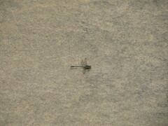 Austrogomphus ochraceus