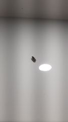 Odontomyia hunteri