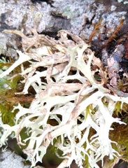 Evernia