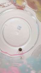Odontomyia hunteri