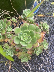 Aeonium haworthii