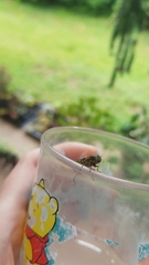 Odontomyia hunteri