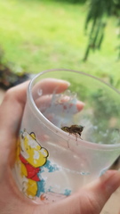 Odontomyia hunteri