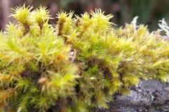 Orthotrichaceae