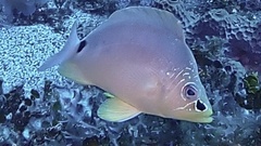 Hypoplectrus unicolor