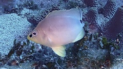 Hypoplectrus unicolor