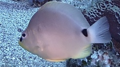 Hypoplectrus unicolor