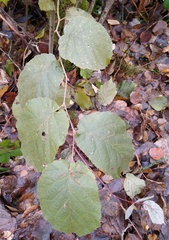 Corylus avellana