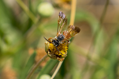 Dieunomia nevadensis