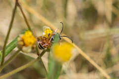 Dieunomia nevadensis