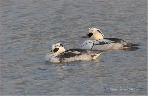 Smew, photo 7 of 7