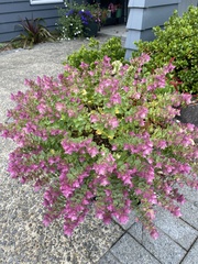 Origanum libanoticum