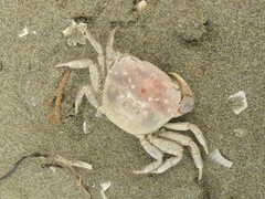 Hemigrapsus crenulatus