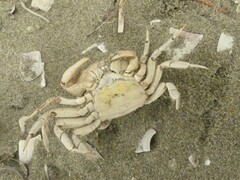 Hemigrapsus crenulatus