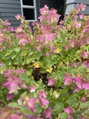 Origanum libanoticum