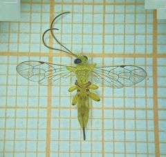 Xanthopimpla rhopaloceros