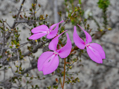 Stylidium macranthum
