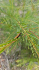 Rhinotia haemoptera