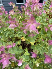 Origanum libanoticum