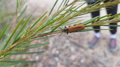 Rhinotia haemoptera