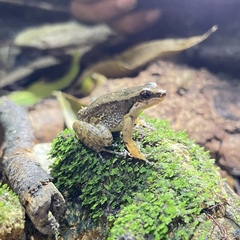 Mannophryne trinitatis