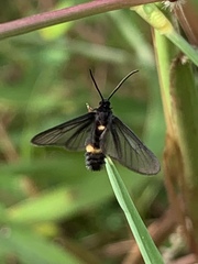 Psichotoe duvaucelii